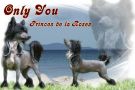 Only You  Princes de la Roses Chinese Crested