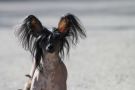 Apriori Vip Orchid Chinese Crested