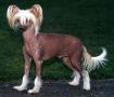 China Aster's Flame Of Hale Bopp Chinese Crested