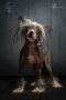 Treasure Guardians Indian Spirit Chinese Crested