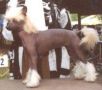 Deekay's Miss Chocolate Mousse Chinese Crested