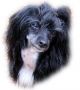China Aster's Mascara Chinese Crested