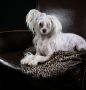 Dilayla Sub-O-Divo Chinese Crested