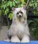 Ch Asti Exquisite Fur (Cantarell) Chinese Crested