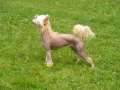 Diamonds Spin Me a Dream Chinese Crested