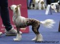 Ingrid Super Woman  Dolce Dea Apriori Chinese Crested