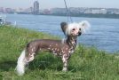 Nolli Chinese Crested