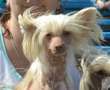 Landkris She's one in a million Chinese Crested