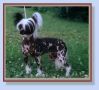 Barefax Thunderstorm Chinese Crested