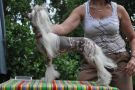 Chily Red Rock from Kranar Chinese Crested
