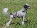 Paradice I've Been Spotted Chinese Crested