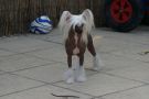 Crest-Vue's Go'N All The Way Chinese Crested