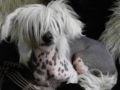 Eli of the Mai Chinese Crested
