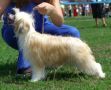 Sunny Lion Fantastic Girl. Chinese Crested