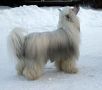 Pudervippans Pirate's Pride Chinese Crested