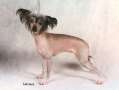 Clashada's Tinkerbell For Jhanchi Chinese Crested