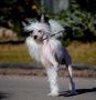 Spirit Of Mantra's Ragnar Chinese Crested