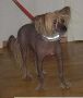 Magic Muzzle Mysterio Chinese Crested