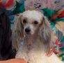 Maldinis Desirous Queen Chinese Crested