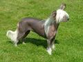 Sandfield's Beezebe Chinese Crested