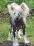 Zholesk Silver* Chinese Crested