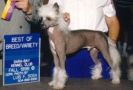 Thianna's Elfin Magic Chinese Crested