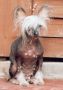 St.Erme Delight at Shumllea Chinese Crested