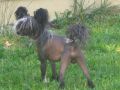 Royal Flush N'co Chinese Crested