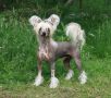  Lucky Line's Back To His Father Chinese Crested