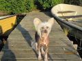Rosbos Fernando Chinese Crested
