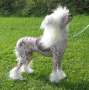 Mooncrest Addicted To You Chinese Crested