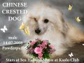 Stars at Sea Harvest Moon at Ksolo Club Chinese Crested