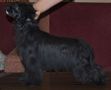 Magic of Success Tropical Night Chinese Crested