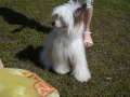 Tilda iz Collection of Russia Chinese Crested