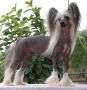 Crest-Vue Enough Said At Risin Star Chinese Crested