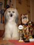 Rus Lorens Ingold Frizzy Boy Chinese Crested