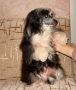 Bi-lav Plus Siao Lany Chinese Crested