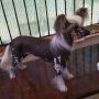 Pinky Twinky Naughty Like No Other Chinese Crested