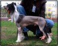 Moonswift Queens Warrior Chinese Crested