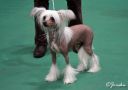 Zhannel's Absolutely Chinese Crested