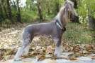 Apriori Vip Fiona Lucky Star Chinese Crested