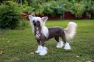Tinklecrest Chrie Chrie Lady Chinese Crested