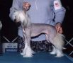 Jewels Nobody's Fool Of Lo Ru Chinese Crested