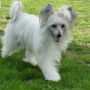 (ch) Jolie Fleur Little Champs Chinese Crested