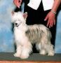 Edelweiss La Doice Chinese Crested