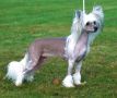 Prefix Shakespeare Chinese Crested