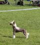 Beneluxjch Lujch The River Mustang Di China Latina Chinese Crested