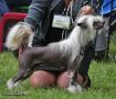 Ingrus Centurion Cong Chinese Crested