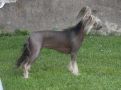 Brilliant Shining de Fageiro Chinese Crested
