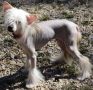 Spiritgaea's Ra's Dawn of a New Day Chinese Crested